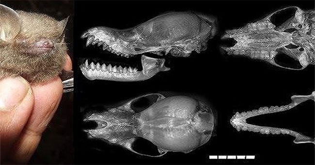Discover new bats in Truong Son forest