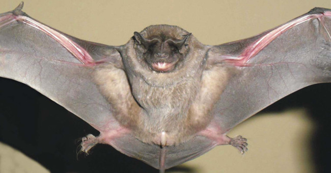 Discover new bats on dogs in Panama and Ecuador