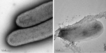 Discover new biofuels