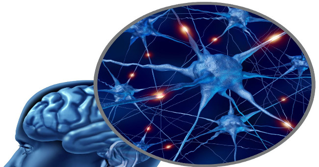 Discover new brain cells