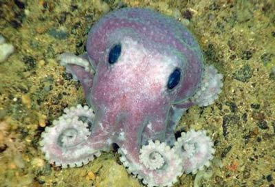 Discover new creatures under the Atlantic Ocean