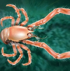 Discover new crustaceans off Spain