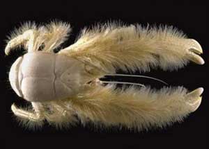 Discover new crustaceans
