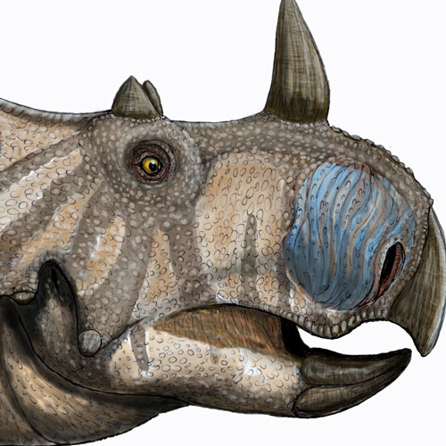 Discover new dinosaurs with horns