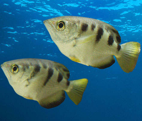 Discover new, extremely rare fish