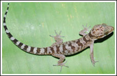 Discover new fingerless lizards in Vietnam