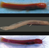 Discover new fish species