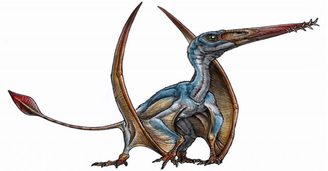 Discover new flying lizards in Patagonia
