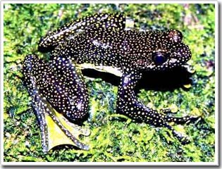 Discover new frogs at the border with China - Vietnam