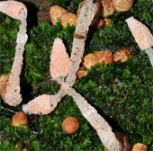Discover new fungus in Lam Dong