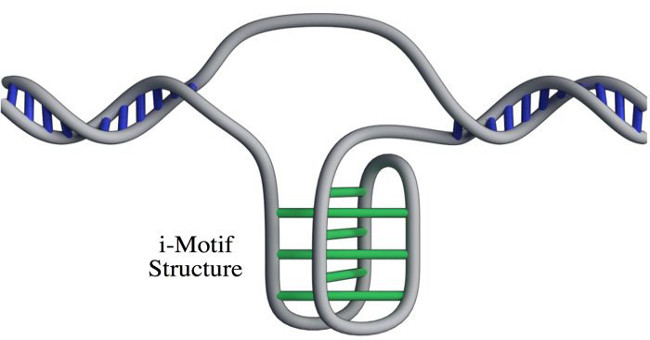 Discover new gene structure in human cells