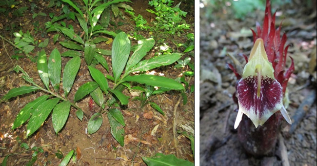 Discover new ginger species in Quang Ngai
