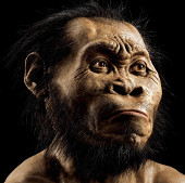 Discover new human relatives in South Africa