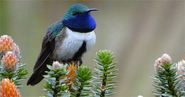 Discover new hummingbird species in Ecuador