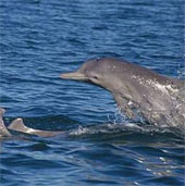 Discover new humpback dolphins near Australia
