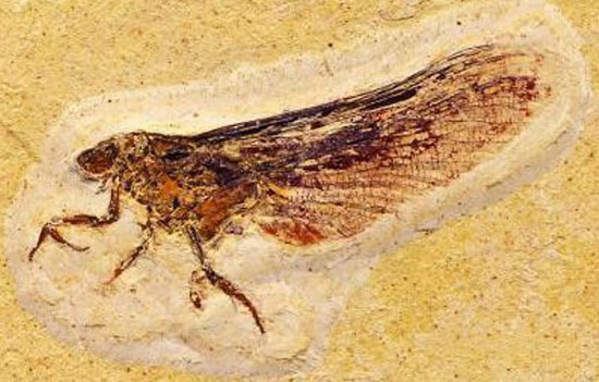 Discover new insect families dating back 120 million years