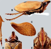 Discover new insects in northern Vietnam