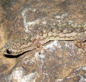 Discover new lizard species in Cao Bang