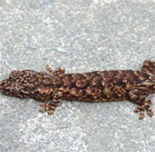 Discover new lizard species in Da Nang