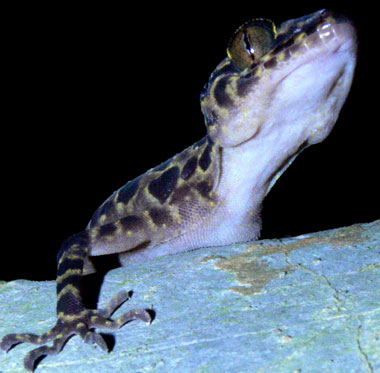 Discover new lizard species in Vietnam