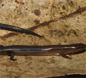 Discover new lizards in Kon Tum