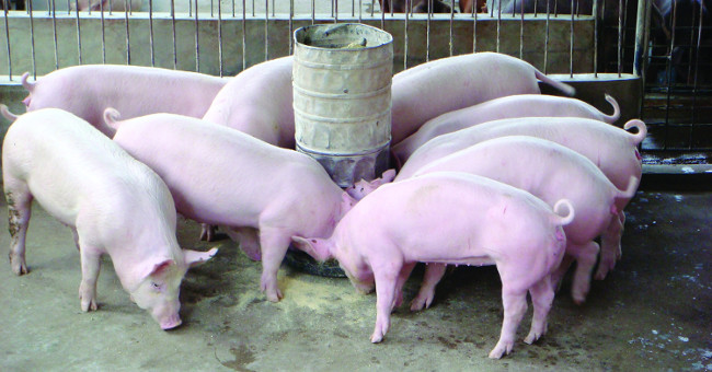 Discover new methods to help pigs become immune to disease