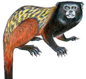 Discover new monkey species in Brazil