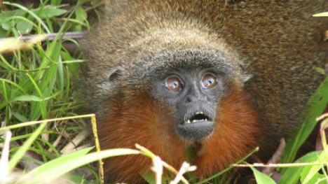 Discover new monkey species in the Amazon forest