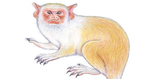 Discover new monkey species in the Amazon rainforest