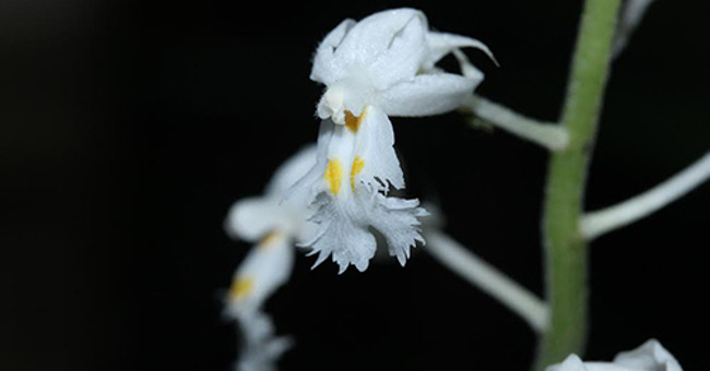 Discover new orchid species in Khanh Hoa
