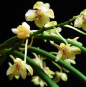 Discover new orchid species in Ninh Thuan