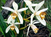 Discover new orchid species in the Philippines