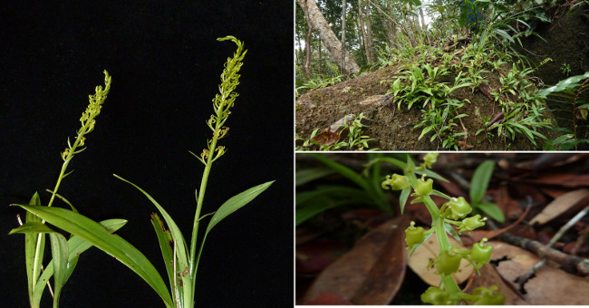 Discover new orchids in Khanh Hoa