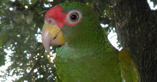 Discover new parrot species in Mexico, green head 'crown'