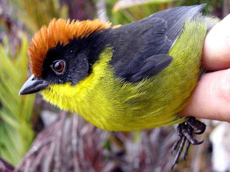 Discover new polychrome birds in Colombia