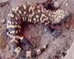 Discover new reptiles