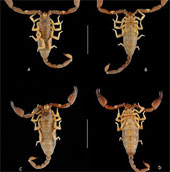 Discover new scorpion species in Quang Tri