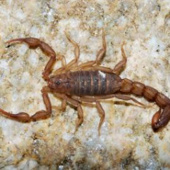 Discover new scorpions in the United States