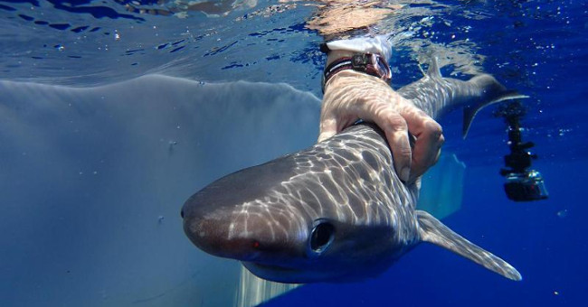 Discover new shark species in the Atlantic Ocean