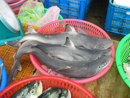 Discover new sharks in the market