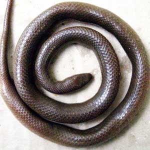 Discover new snake species in Kon Tum