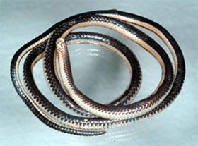 Discover new snake species in Vietnam
