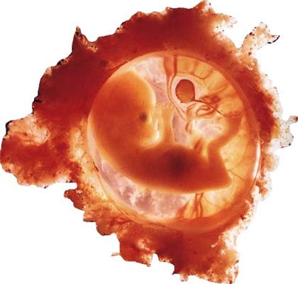 Discover new sources of germ cell production