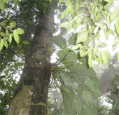Discover new species in Danang