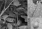Discover new species in Phong Nha - Ke Bang
