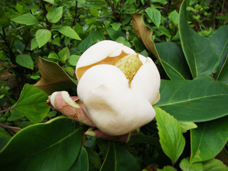 Discover new species in Sapa