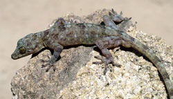 Discover new species of gecko in Vietnam