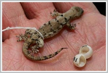 Discover new species of gecko