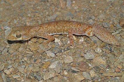 Discover new species of lizards in Australia