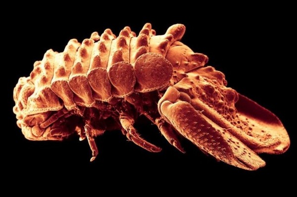 Discover new species of strange many feet